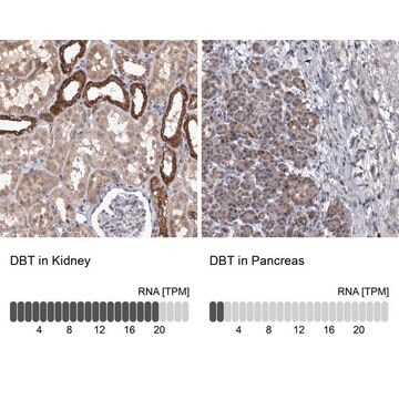 Anti-DBT antibody produced in rabbit Prestige Antibodies&#174; Powered by Atlas Antibodies, affinity isolated antibody, buffered aqueous glycerol solution, Ab3