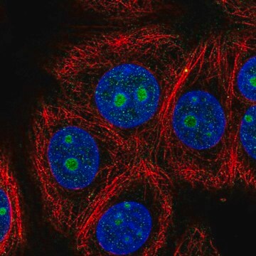 Anti-ZNF771 antibody produced in rabbit Prestige Antibodies&#174; Powered by Atlas Antibodies, affinity isolated antibody