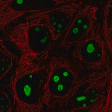 Anti-SREK1IP1 antibody produced in rabbit Prestige Antibodies&#174; Powered by Atlas Antibodies, affinity isolated antibody