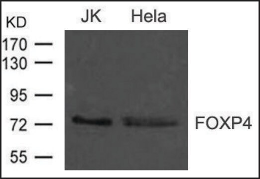 Anti-FOXP4 antibody produced in rabbit affinity isolated antibody