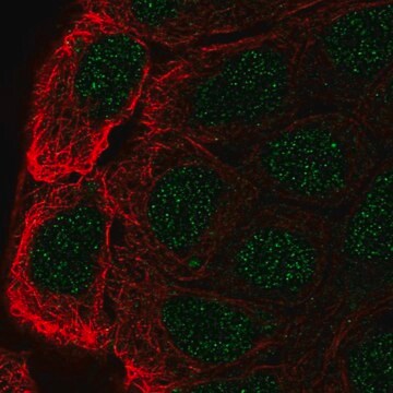 Anti-CBLC antibody produced in rabbit Prestige Antibodies&#174; Powered by Atlas Antibodies, affinity isolated antibody