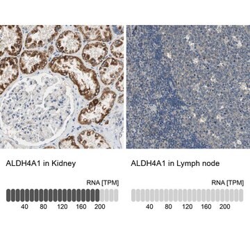 Nad fluids | Sigma-Aldrich