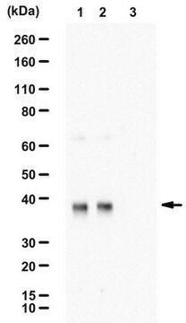 Anty-fosfo-eIF-2α (Ser51) Upstate&#174;, from rabbit