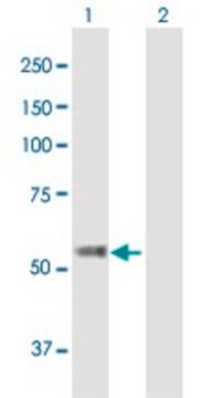 Anti-TBC1D19 antibody produced in mouse purified immunoglobulin, buffered aqueous solution