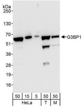 Rabbit anti-G3BP1 Antibody, Affinity Purified Powered by Bethyl Laboratories, Inc.