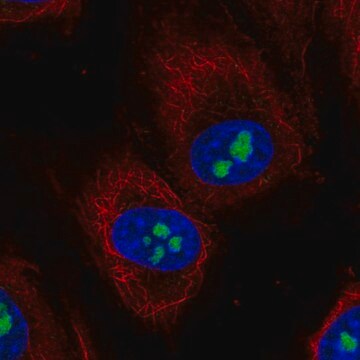 Anti-TMEM217 antibody produced in rabbit Prestige Antibodies&#174; Powered by Atlas Antibodies, affinity isolated antibody