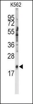 Anti-SNRPC (C-term) antibody produced in rabbit saturated ammonium sulfate (SAS) precipitated, buffered aqueous solution