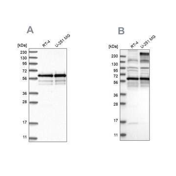 Anti-BSDC1 antibody produced in rabbit Prestige Antibodies&#174; Powered by Atlas Antibodies, affinity isolated antibody, buffered aqueous glycerol solution