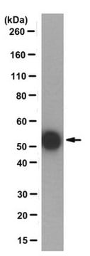 Anti-monoglycylated Tubulin Antibody, clone TAP 952 clone TAP 952, from mouse