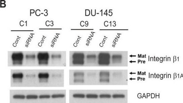 Anti-Integrin &#946;1 Antibody, cytosolic Chemicon&#174;, from rabbit