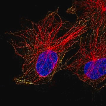 Anti-ACTR1A antibody produced in rabbit Prestige Antibodies&#174; Powered by Atlas Antibodies, affinity isolated antibody