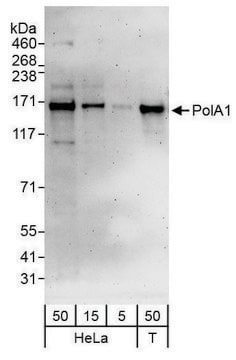 Rabbit anti-PolA1 Antibody, Affinity Purified Powered by Bethyl Laboratories, Inc.