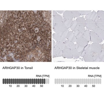 Anti-ARHGAP30 antibody produced in rabbit Prestige Antibodies&#174; Powered by Atlas Antibodies, affinity isolated antibody, buffered aqueous glycerol solution