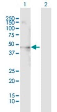 Anti-PSRC1 antibody produced in mouse purified immunoglobulin, buffered aqueous solution