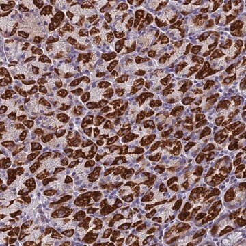 Anti-ZNF563 antibody produced in rabbit Prestige Antibodies&#174; Powered by Atlas Antibodies, affinity isolated antibody, buffered aqueous glycerol solution