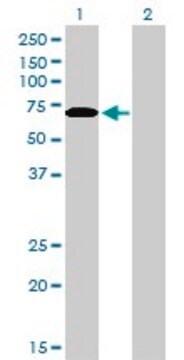 Monoclonal Anti-CDKN2AIP antibody produced in mouse clone 1F7, purified immunoglobulin, buffered aqueous solution