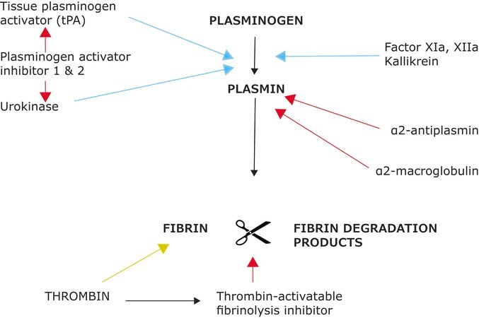 Plasminogen activator inhibitor-1 production is pathogenetic in