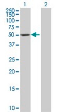 Anti-DDC antibody produced in mouse purified immunoglobulin, buffered aqueous solution