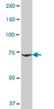 Anti-IKBKB antibody produced in mouse purified immunoglobulin, buffered aqueous solution