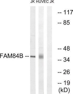 Anti-FAM84B antibody produced in rabbit affinity isolated antibody