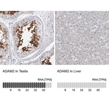 Anti-ADAM2 antibody produced in rabbit Prestige Antibodies&#174; Powered by Atlas Antibodies, affinity isolated antibody, buffered aqueous glycerol solution, Ab2