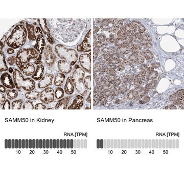 Anti-SAMM50 antibody produced in rabbit Prestige Antibodies&#174; Powered by Atlas Antibodies, affinity isolated antibody, buffered aqueous glycerol solution