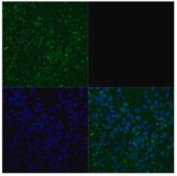 Anti-TBX3 antibody produced in rabbit affinity isolated antibody