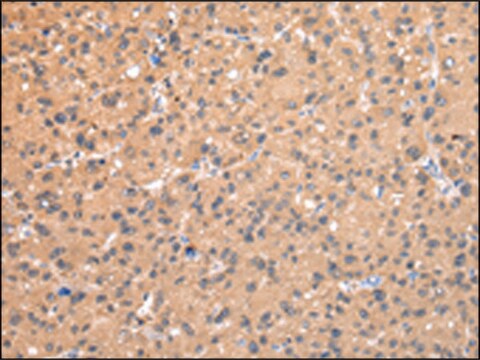 Anti-AP2A1 affinity isolated antibody