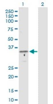 Anti-GTF2B antibody produced in rabbit purified immunoglobulin, buffered aqueous solution