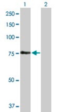 Anti-FEM1A antibody produced in rabbit purified immunoglobulin, buffered aqueous solution