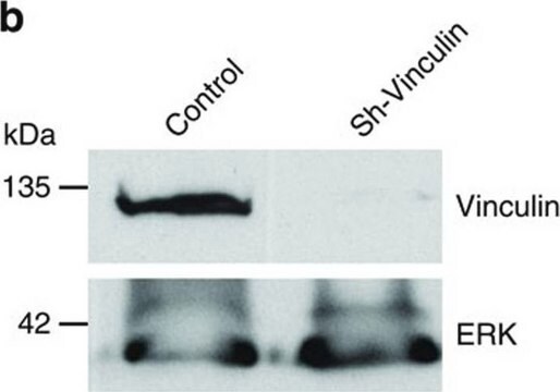 Monoclonal Anti-Vinculin antibody produced in mouse clone VIN-11-5, ascites fluid