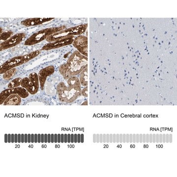 Anti-ACMSD antibody produced in rabbit Prestige Antibodies&#174; Powered by Atlas Antibodies, affinity isolated antibody, buffered aqueous glycerol solution