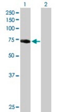 Anti-IRAK1 antibody produced in mouse purified immunoglobulin, buffered aqueous solution