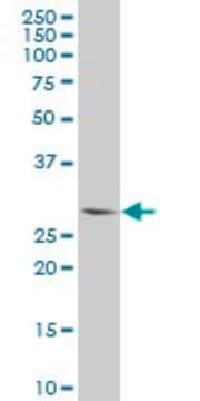 Monoclonal Anti-PLSCR3 antibody produced in mouse clone 2C8, purified immunoglobulin, buffered aqueous solution