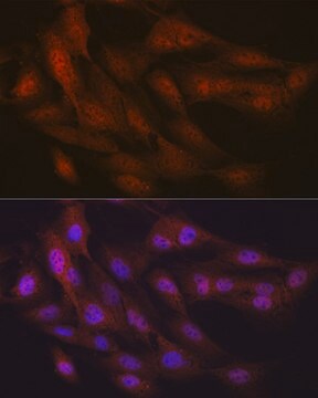 Anti-Ubiquitin Antibody, clone 5Y8J0, Rabbit Monoclonal