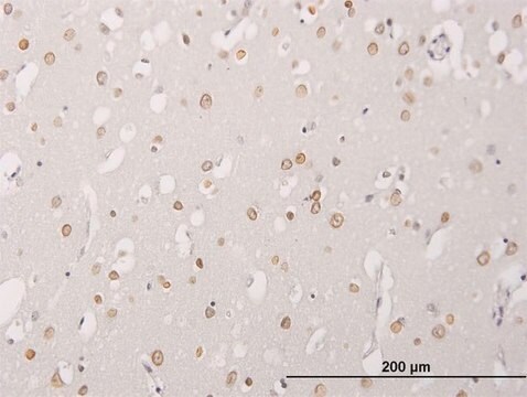 Monoclonal Anti-ALPK3 antibody produced in mouse clone 4G4, purified immunoglobulin, buffered aqueous solution