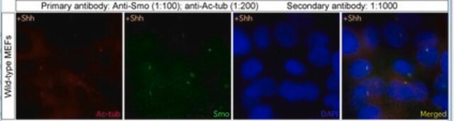 Anti-SMO homolog from rabbit