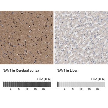 Anti-NAV1 antibody produced in rabbit Prestige Antibodies&#174; Powered by Atlas Antibodies, affinity isolated antibody, buffered aqueous glycerol solution