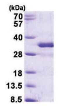 FGF14 human recombinant, expressed in E. coli, &#8805;90% (SDS-PAGE)