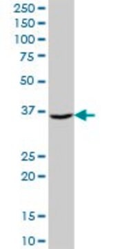 Anti-AKR7A3 antibody produced in mouse IgG fraction of antiserum, buffered aqueous solution