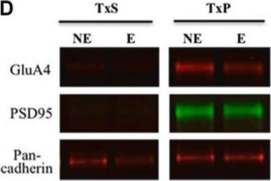 Anti-Glutamate Receptor 4 Antibody Chemicon&#174;, from rabbit