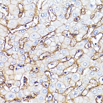 Anti-Integrin-&#946;1/CD29 Antibody, clone 4Y8I10, Rabbit Monoclonal