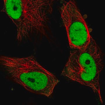 Anti-FOSL1 antibody produced in rabbit Prestige Antibodies&#174; Powered by Atlas Antibodies, affinity isolated antibody