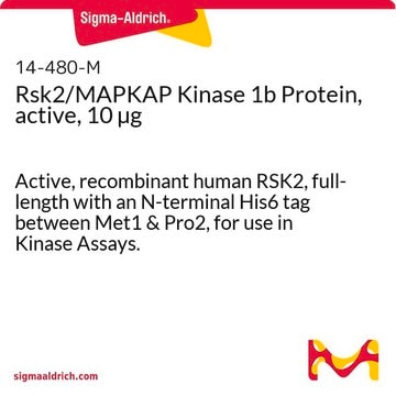 Białko kinazy Rsk2/MAPKAP 1b, aktywne, 10 µg Active, recombinant human RSK2, full-length with an N-terminal His6 tag between Met1 &amp; Pro2, for use in Kinase Assays.