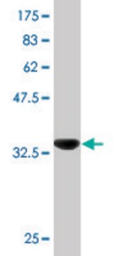 Monoclonal Anti-PAEP antibody produced in mouse clone 4E4, purified immunoglobulin, buffered aqueous solution