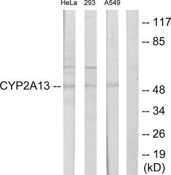 Anti-CYTOCHROME P450 2A13 antibody produced in rabbit affinity isolated antibody