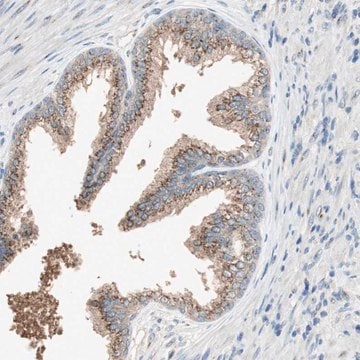 Anti-SEC16A antibody produced in rabbit Prestige Antibodies&#174; Powered by Atlas Antibodies, affinity isolated antibody, buffered aqueous glycerol solution