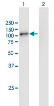 Anti-GSG2 antibody produced in mouse purified immunoglobulin, buffered aqueous solution