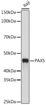 Anti-PAX5 Antibody, clone 4I0X4, Rabbit Monoclonal