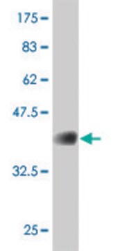 ANTI-FOXO1A antibody produced in mouse clone 1F6, purified immunoglobulin, buffered aqueous solution